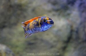 Labeotropheus trewavasae 'Higga Reef'